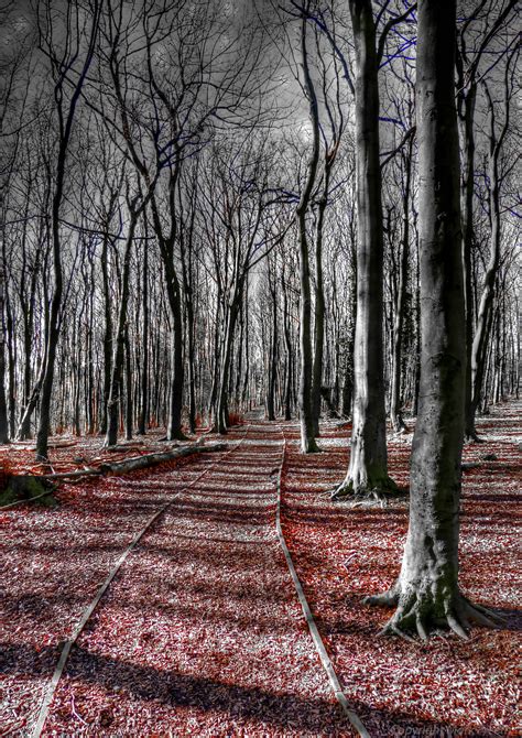 Bildet Tre Natur Skog Gren Sn Vinter Anlegg Sollys Morgen