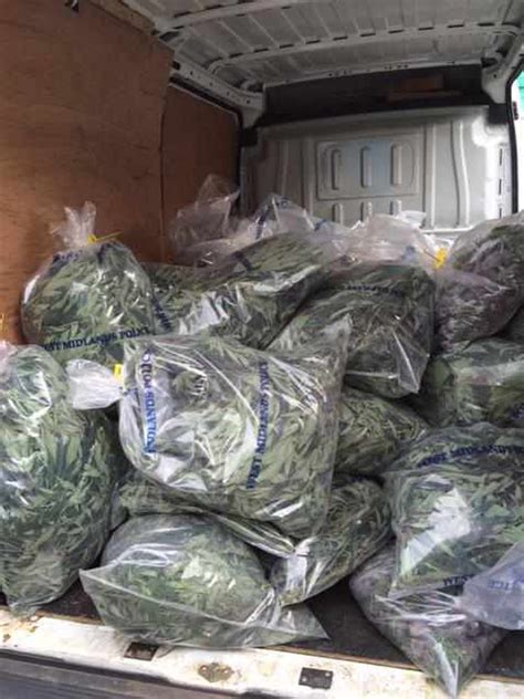 In Pictures More Than 1000 Cannabis Plants Seized From Smethwick Drugs Factory Express And Star