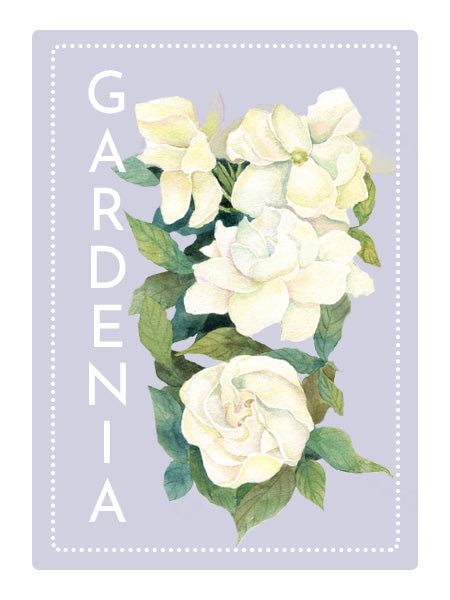 Gardenia Perfume Oil – Herb & Root | Perfumes, Dusting Powders and ...