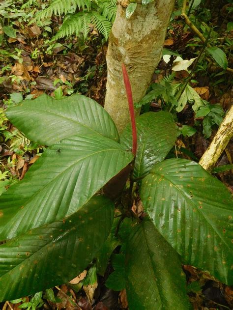 ملف:Sapling of Hollong tree (Dipterocarpus macrocarpus), the state tree of Assam.jpg - المعرفة