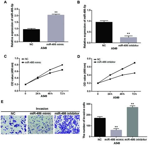 MiR 486 5p Inhibits Cell Proliferation And Invasion Through Repressing