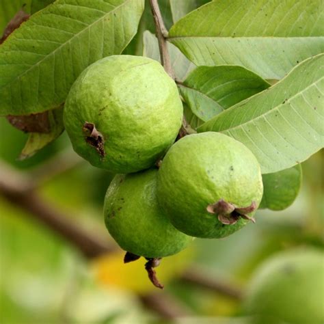 Pink Guava Tree Van Zyverden