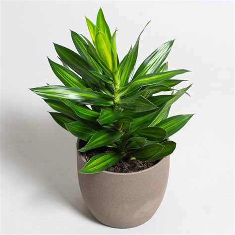 Dracaena Reflexa Song Of Jamaica 15cm Pot Opperman Plants Ltd