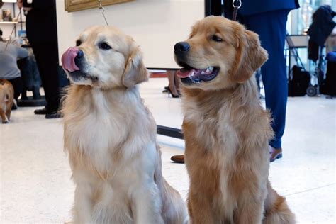 Are Labrador Retrievers Popular
