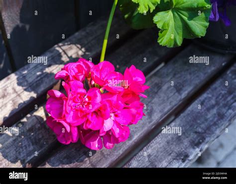 A Beautiful Pink Pelargonium On A Flower Bed Stock Photo Alamy