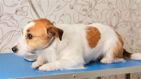 Premium Photo The Jack Russell Terrier Dog Tied With A Ring On The