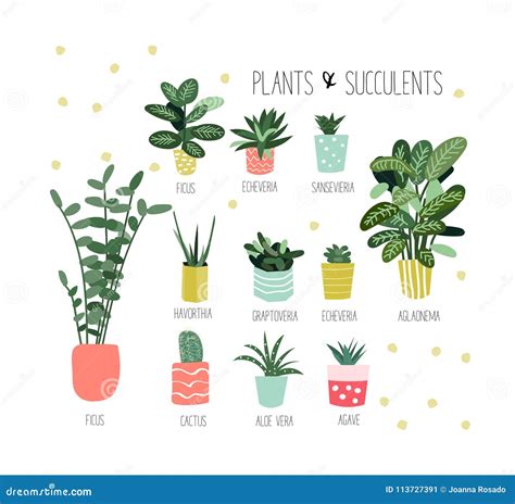 Plant Pictures And Names