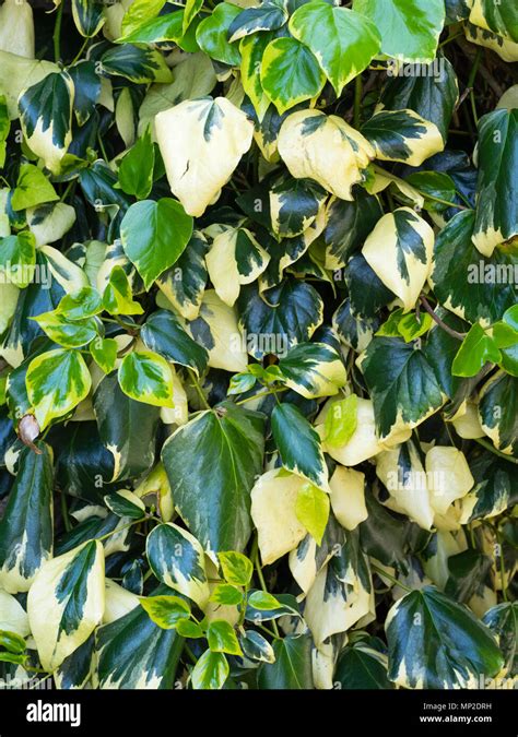 Cream And Green Variegated Foliage Of The Self Clinging Large Leaved