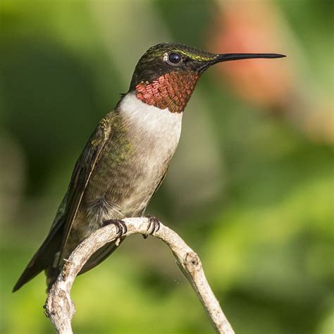 Ruby Throated Hummingbird — Virginia Society Of Ornithology