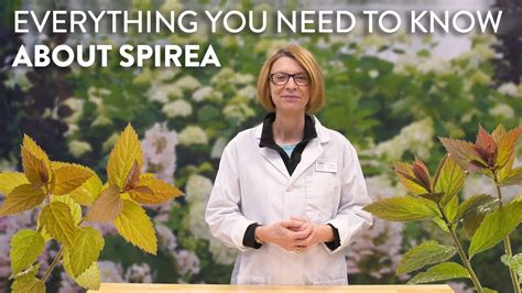 Everything You Need To Know About Spirea YouTube