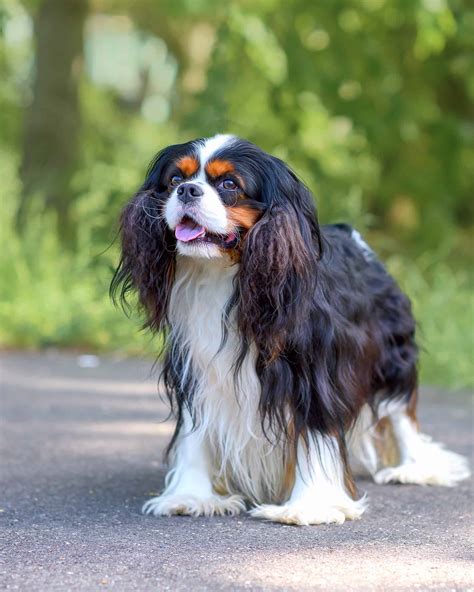 41 Tricolor Dog Breeds: Black, Brown & White (With Pictures!)
