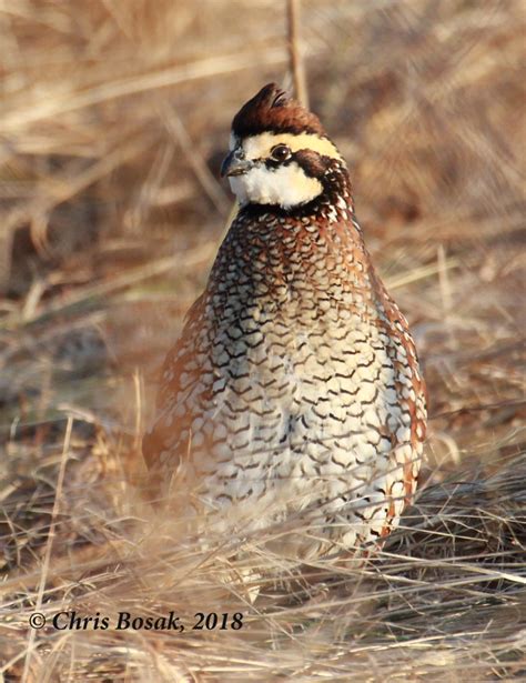 Northern Bobwhite Birds Of New