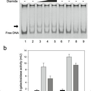 Effects Of Diamide And DTT On The DNA Binding Activity Of OsnR A EMSA