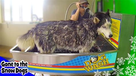 Siberian Husky Oakley Bath At The Dog Wash Bath Time Challenge