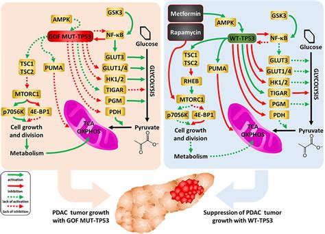 Wild Type And Gain Of Function Mutant TP53 Can Regulate The Sensitivity