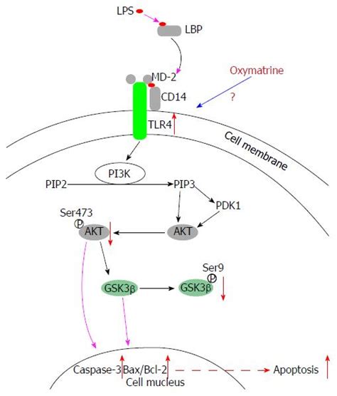 Inhibitory Effect Of Oxymatrine On Hepatocyte Apoptosis Via TLR4 PI3K