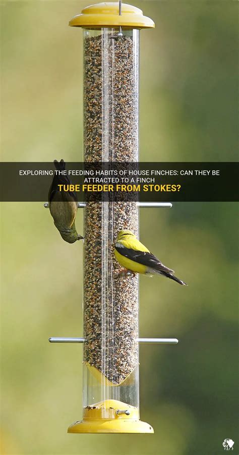 Exploring The Feeding Habits Of House Finches: Can They Be Attracted To