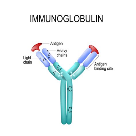 Antibody Structure: Over 1,592 Royalty-Free Licensable Stock Vectors ...