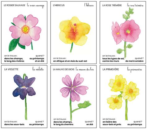 Outils Pour Des Activit S Sur Les Fleurs Virginie Couillaud