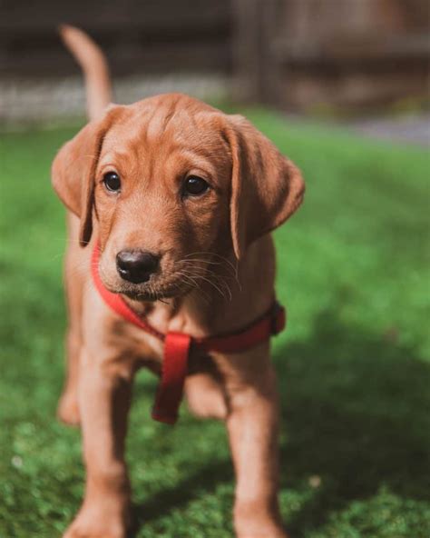 The Rhodesian Ridgeback Lab Mix - Is This The Right Dog For You? | Your ...