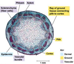 Struktur Dan Fungsi Jaringan Batang Dikotil dan Monikotil ...