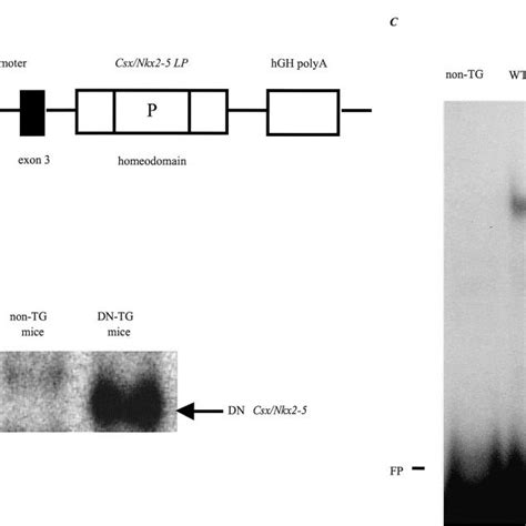 Dn Csxnkx2 5 Transgenic Mice A Schematic Representation Of The Dn