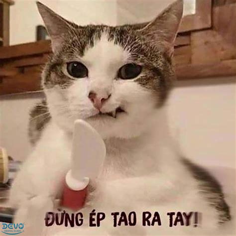 1001 Meme Hình ảnh Mèo Cười Khóc Sốc Cười Hài Hước Vui Vẻ