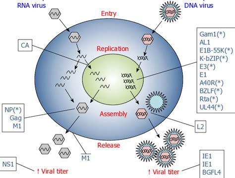 Viral Proteins Exploit Small Ubiquitin Like Modifier At Different Steps