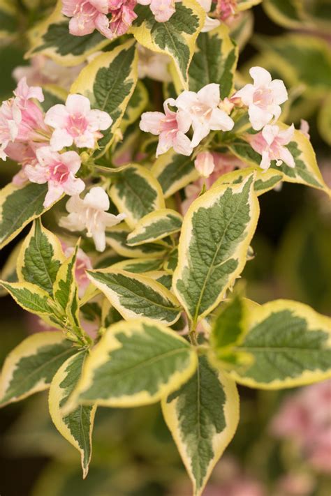 Garten Navi Panaschierte Liebliche Weigelie Weigela Florida Variegata