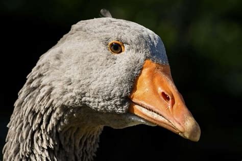 Image Libre Oiseaux Aquatiques La Faune Oie Noir Bec Nature