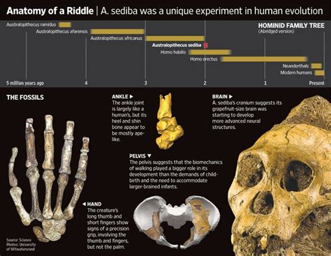 Australopithecus sediba Evolución humana Hominidos Prehistoria