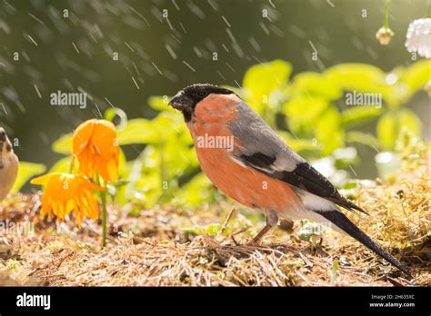 Male Bullfinch In Rain Stock Photo Alamy