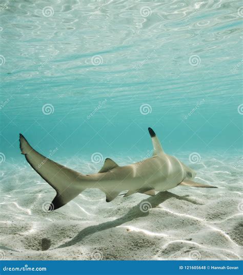 Blacktip Reef Shark Swimming Away In Shallow Water Stock Photo Image