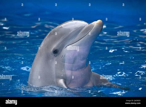 Bottlenose Dolphin Tursiops Truncatus In Captivity Head Out Of The