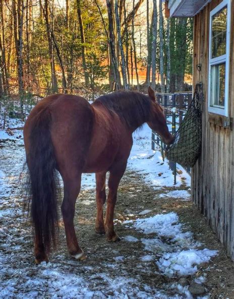 Product Review Tough 1 Hay Hoop Slow Feeder