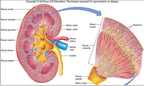 Renal Systems Flashcards Quizlet