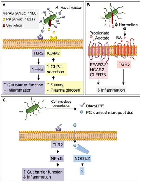 Figure From Mode Of Action Of Akkermansia Muciniphila In The