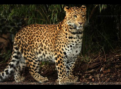 Panthera Pardus Japonensis North China Leopard Ménagerie Du Jardin