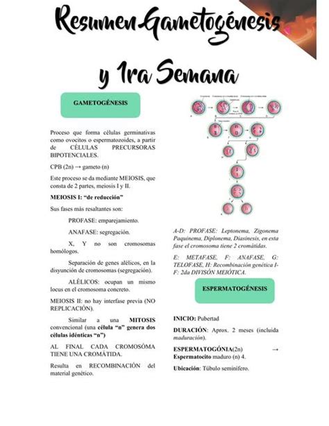 RESUMEN GAMETOGÉNESIS Y PRIMERA SEMANA uDocz