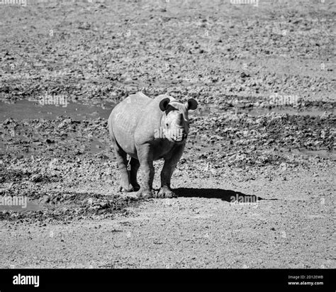 A Black Rhinoceros Calf In Southern African Savannah Stock Photo Alamy