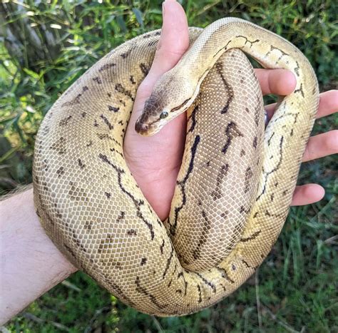 pastel pinstripe leopard ball python female