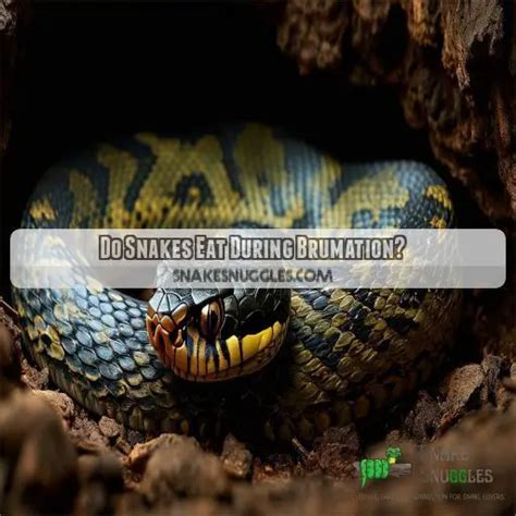 When Do Snakes Go Into Hibernation Understanding Snake Brumation Timing