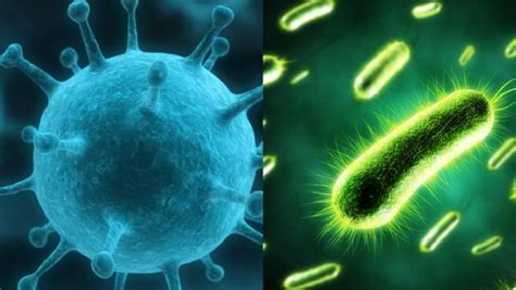 Diferencias Y Semejanzas Entre Virus Y Bacterias