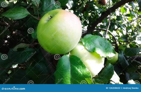 mutsu apple stock   royalty  stock   dreamstime