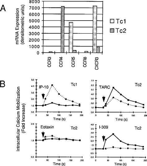 Figure 1 From Selective Up Regulation Of Chemokine Receptors Ccr4 And