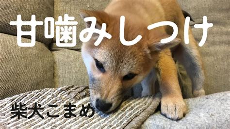 甘噛み しつけ 柴犬 子犬 こまめ 生後5ヶ月★治したい Youtube