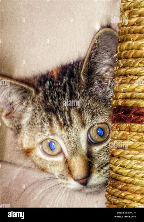 Blue Eyed Kitten Stock Photo Alamy