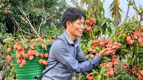 Harvest Fresh Lychee Garden To Sell To The Market Plant A Banana