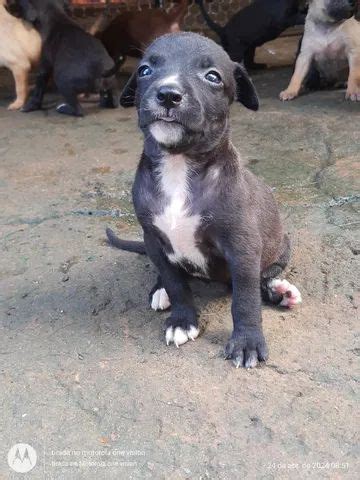 Doação cachorrinho mãe mestiça Pitbull e pai labrador Cachorros e