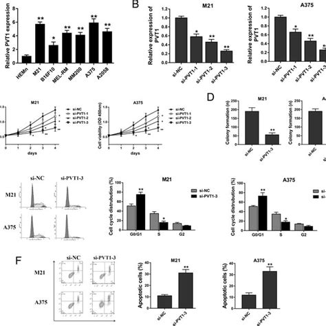 Downregulated Pvt1 Suppressed Melanoma Cell Proliferation And Promoted Download Scientific